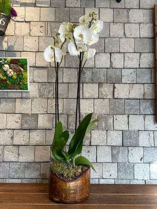 White Eclipse Moon Orchids | Sculpted Indian Wooden Pot