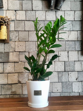 Petite Zamia Gem