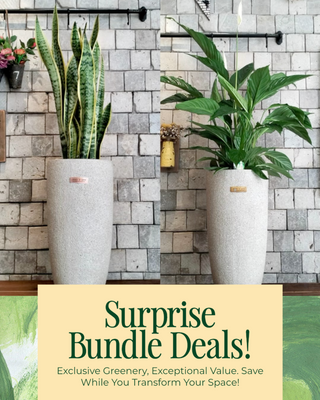 🍃 Luxe Green Oasis 'Bundle'