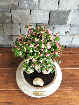 Pink Jade Bonsai · Héritage