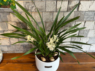 Pure Grace Cymbidium Orchids