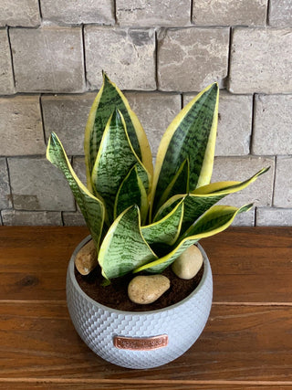 Happy Snake Plant