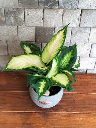 Ivory Mist Dieffenbachia