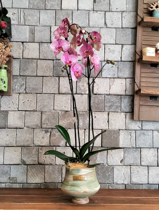 Floréa Orchid