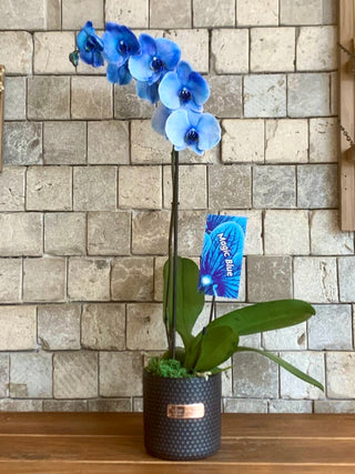 Royal Blossom Moon Orchids