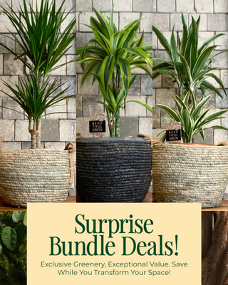 🌿 Root & Weave 'Bundle'
