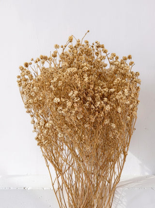 Ivory Preserved Baby’s Breath