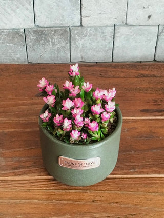 Sand Rose, Sunrise Succulents