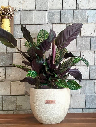 Pink Breeze Calathea