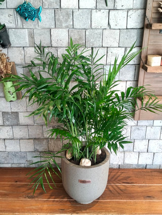 Lush Palm Aura