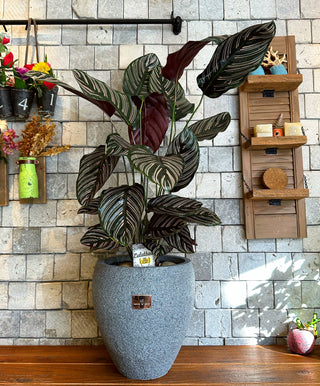 Pink Breeze Calathea