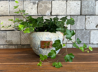 ‘Rustic’ Petite Sweetheart English Ivy