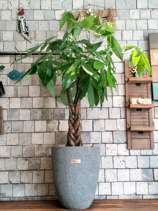 Pachira Prestige MoneyTree