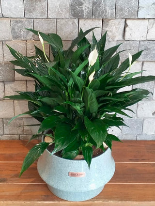 EverPeace Lily