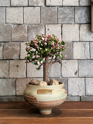 Pink Jade Bonsai · Étoile