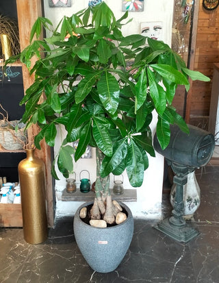 EverLuck MoneyTree Pachira