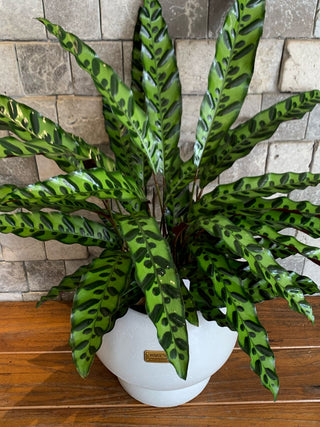 Elegant RattleSnake Calathea, The Prayer Plant