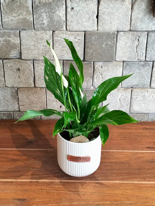 Peace Lily Petite