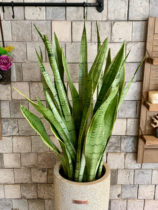 Zebra Zen Snake Plant