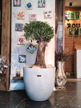 Eterna™ Olive Bonsai – Signature Edition