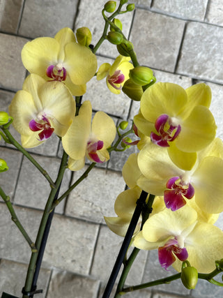 ‘Sweet Lemonade’ Single Moon Orchids