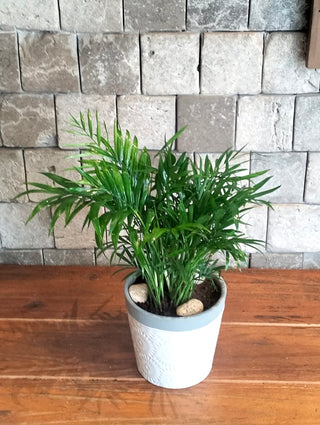 Parlor Palm Petite