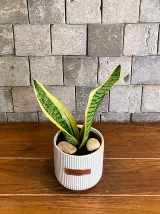 snake plant clay pot Snake Plant Indoor – Air Purifying & Low Maintenance – ROUGE 'N' LOVE ™