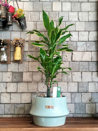 Golden Coast Dracaena