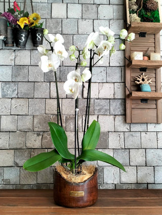 Eclipse Moon Orchids | Sculpted Indian Wooden Pot
