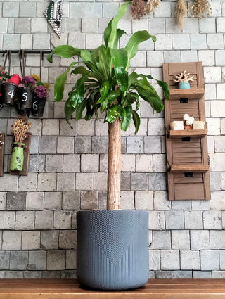 Forest Crown Dracaena