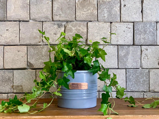 Sweetheart English Ivy Petite