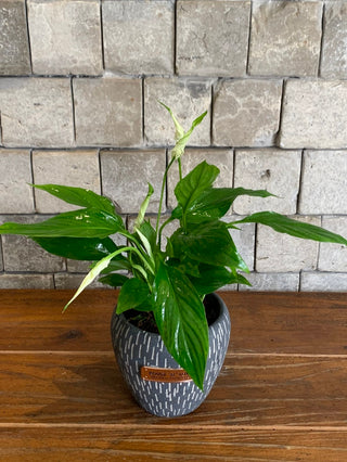 Peace Lily Petite
