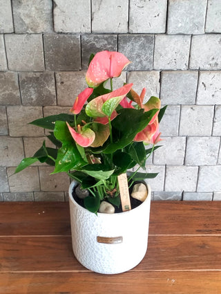 Blush Muse Flamingo Lily