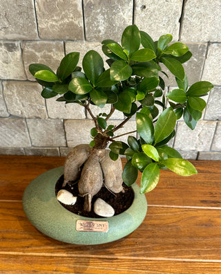 Ficus Breeze Bonsai