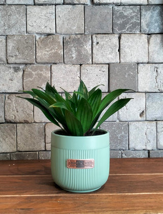 GlowLeaf Compacta