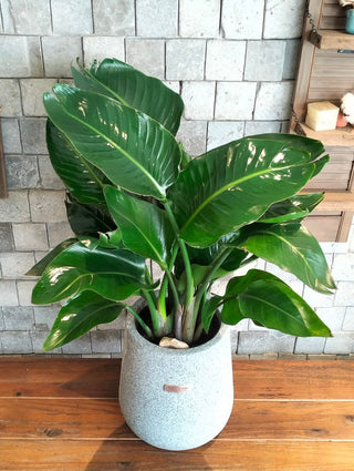 Banana Verdelle