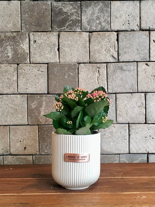Kalanchoe Gem