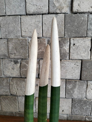 Velvet Touchz Sansevieria