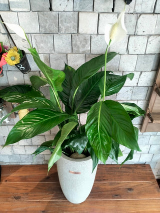 Lily of Peace and Purity