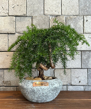 Norfolk Island Gem Bonsai