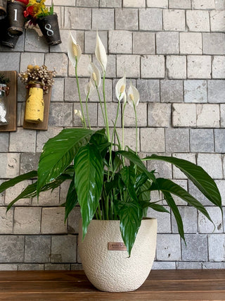 Velvet Glow Peace Lily