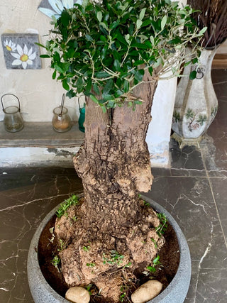 Sacred Roots: The Ancient Majestic Olive Bonsai