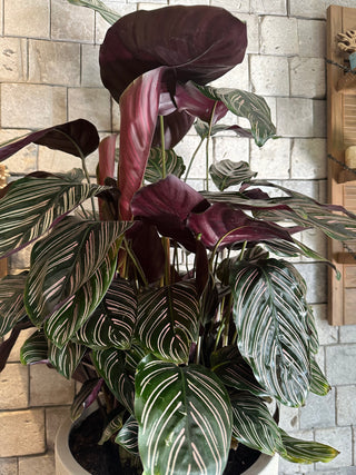 Pinstripe Calathea, The Prayer Plant