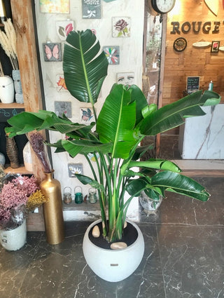 Banana Leaves Tropica