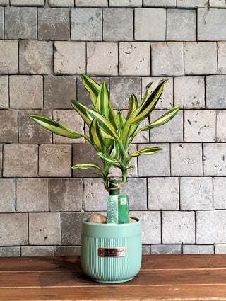 The Happy Plant Petite
