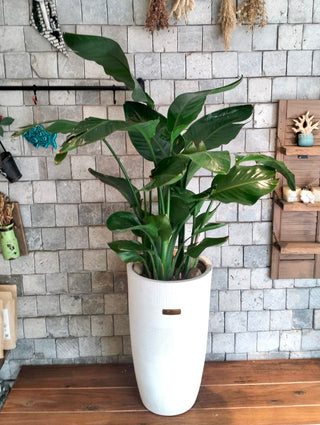 Banana Tropica