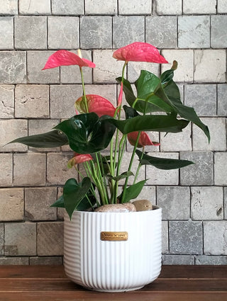 Pink Paradise Flamingo Lily