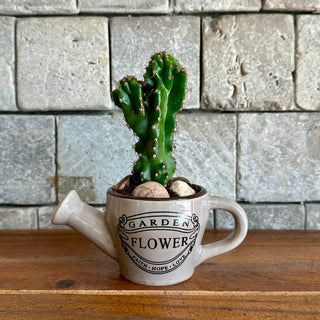 Mini Cactus Joy
