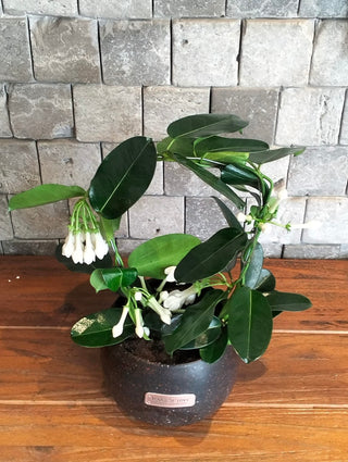 Madagascar Jasmine Beauty