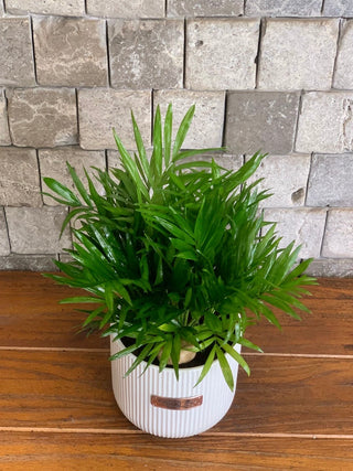 Parlor Palm Petite